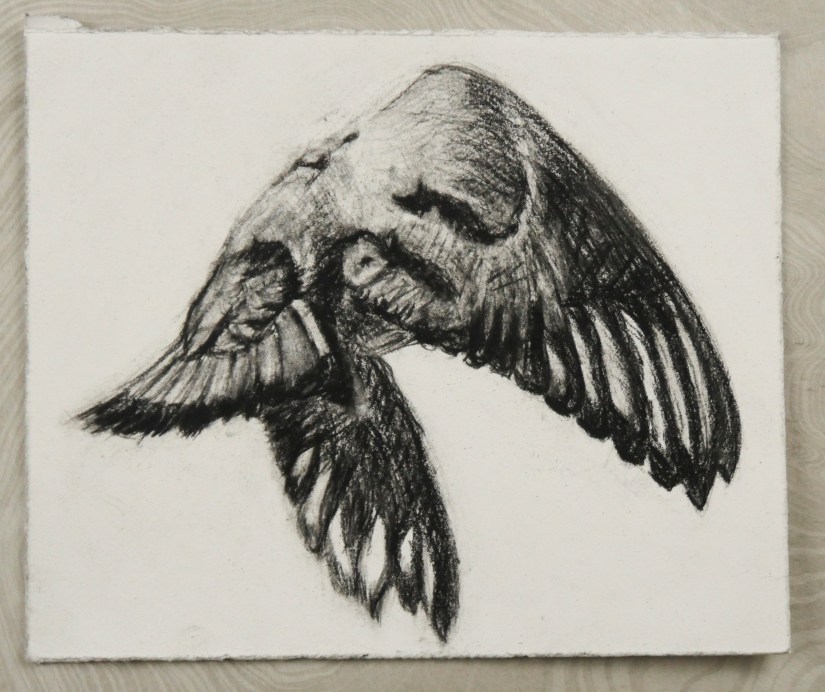 Pigeon flying away from the viewer.